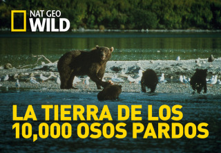 Imagen de La tierra de los 10,000 osos pardos - 2