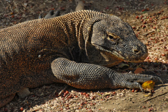 Imagen de Los animales más raros del mundo  - 3