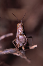 Imagen de Los animales más raros del mundo  - 4