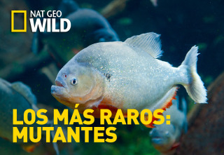 Imagen de Los animales más raros del mundo  - 2