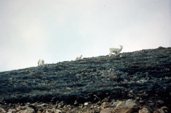 Paraísos terrenales 