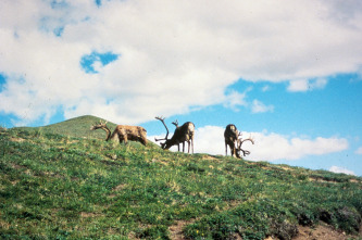 Paraísos terrenales 