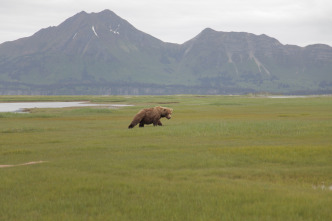 Alaska salvaje