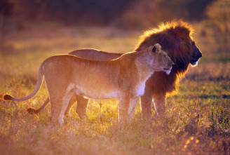 Imagen de Instintos letales: Impulsos primarios - 1