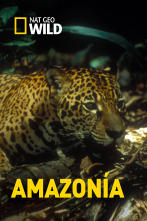 Imagen de Amazonía  - 1