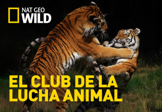 El club de la lucha animal 