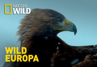 Imagen de Wild Europa  - 2