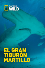 Imagen de El tiburón martillo gigante - 1