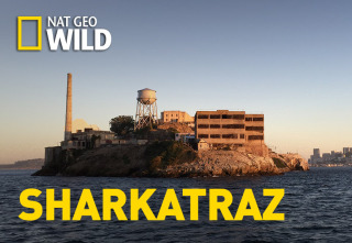 Imagen de Sharkatraz - 2