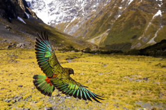 Nueva Zelanda salvaje: Extremos salvajes