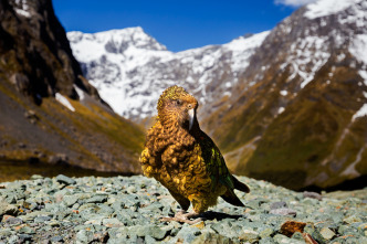 Nueva Zelanda salvaje: Extremos salvajes
