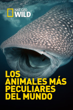 Imagen de Los animales más peculiares del mundo  - 1