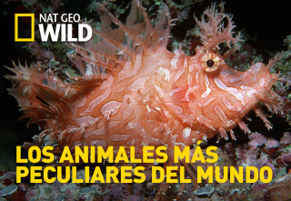 Imagen de Los animales más peculiares del mundo  - 2