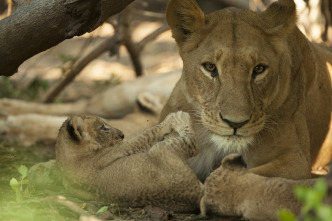 Imagen de Savage Kingdom  - 3