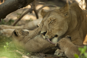 Imagen de Savage Kingdom  - 4