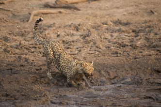 Imagen de Savage Kingdom  - 6