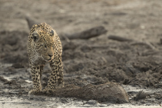 Imagen de Savage Kingdom  - 8