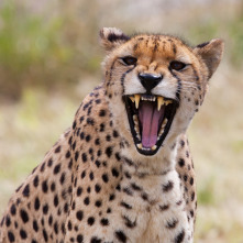 El club de la lucha animal