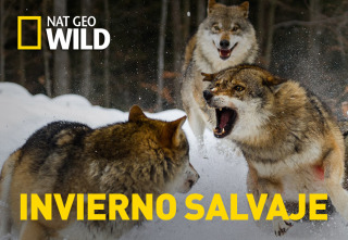 Imagen de Invierno salvaje - 2