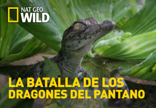 La batalla de los dragones del pantano