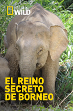 Imagen de El reino secreto de Borneo  - 1