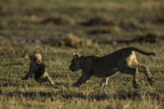 Conociendo a los felinos