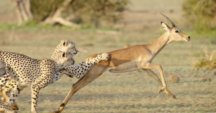 Imagen de Los felinos de la tormenta - 4