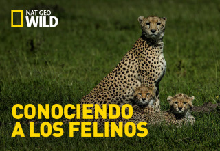 Conociendo a los felinos