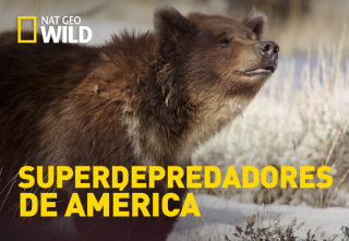 Imagen de Superdepredadores de América - 2