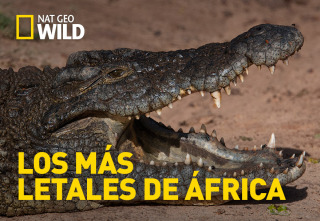 Imagen de Los depredadores más letales de África  - 2