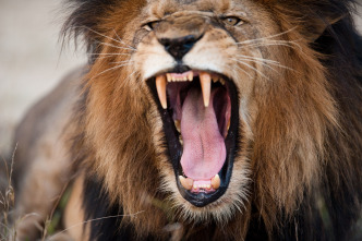 El club de la lucha animal