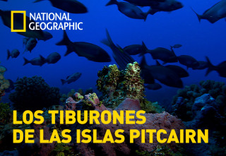 Imagen de Los tiburones de las islas Pitcairn - 2