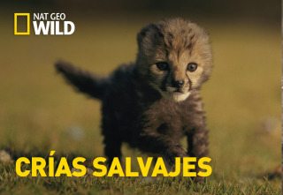 Imagen de Crías salvajes  - 2