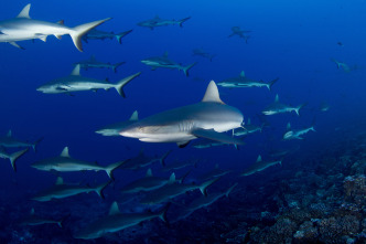 Enjambre de tiburones