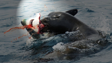 Imagen de Tiburón contra depredador - 3