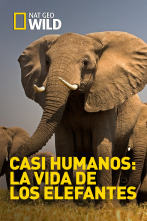 Imagen de Casi humanos: la vida de los elefantes - 1