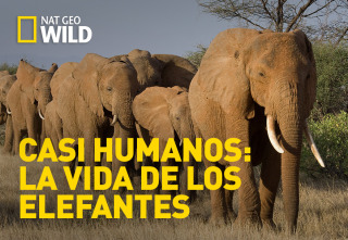 Imagen de Casi humanos: la vida de los elefantes - 2
