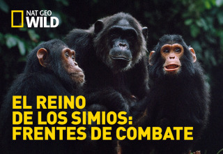 Imagen de El reino de los simios: frentes de combate  - 2