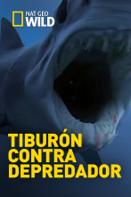 Imagen de Tiburón contra depredador - 1