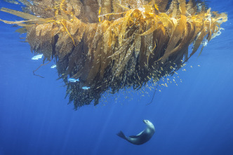 Imagen de Guerreros de los océanos - 5