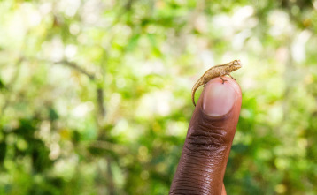 Animales súper pequeños