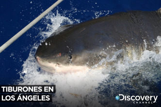 Imagen de Tiburones en Los Ángeles - 2