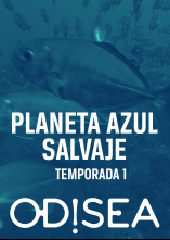 Planeta azul salvaje: La isla de Cozumel