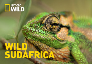 Wild Sudáfrica 