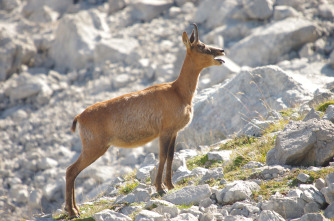Imagen de Monteses entre rebecos - 1