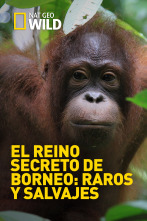 Imagen de El reino secreto de Borneo: raros y salvajes - 1