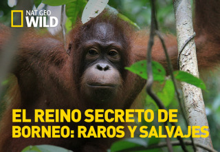 Imagen de El reino secreto de Borneo: raros y salvajes - 2