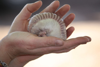 Animales súper pequeños