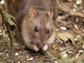 Curiosidades del mundo animal: la guía definitiva 