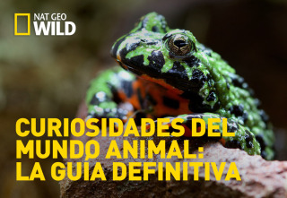 Curiosidades del mundo animal: la guía definitiva 